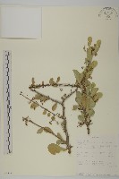 登錄號:S093225藏品圖，第1張