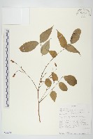 登錄號:S093235藏品圖，第1張