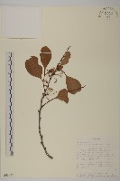 裸實藏品圖，第1張