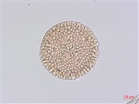 夏香藏品圖，第2張