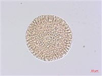 夏香藏品圖，第3張