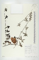 登錄號:S093251藏品圖，第1張