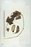 登錄號:S093252藏品圖，第1張
