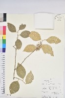 登錄號:S093258藏品圖，第1張