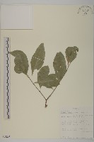 登錄號:S093263藏品圖，第1張