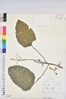 登錄號:S093265藏品圖，第1張