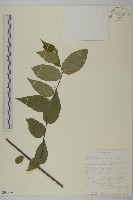 登錄號:S093274藏品圖，第1張