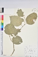登錄號:S093277藏品圖，第1張