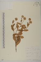 登錄號:S093294藏品圖，第1張
