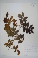 登錄號:S093301藏品圖，第1張