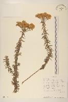 登錄號:S093305藏品圖，第1張