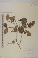 登錄號:S093355藏品圖，第1張