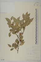 登錄號:S093359藏品圖，第1張