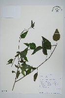 登錄號:S093369藏品圖，第1張
