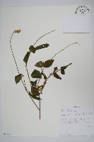 登錄號:S093372藏品圖，第1張