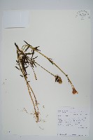 登錄號:S093376藏品圖，第1張