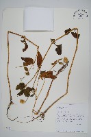 登錄號:S093380藏品圖，第1張