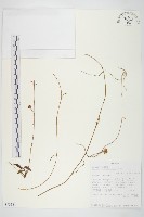 登錄號:S093381藏品圖，第1張