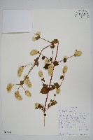 登錄號:S093382藏品圖，第1張