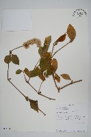 登錄號:S093383藏品圖，第1張