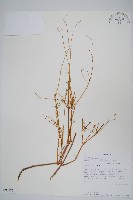 登錄號:S093385藏品圖，第1張
