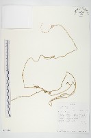 登錄號:S093387藏品圖，第1張