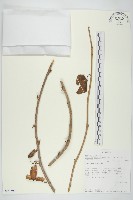 登錄號:S093390藏品圖，第1張