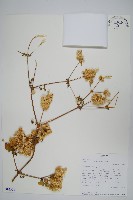 登錄號:S093391藏品圖，第1張