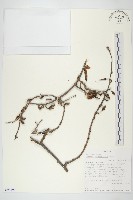 登錄號:S093392藏品圖，第1張