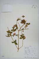 登錄號:S093393藏品圖，第1張