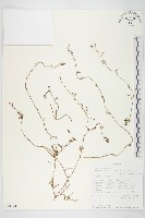 白花牽牛藏品圖，第1張