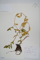 蓮子草藏品圖，第1張