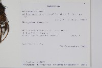 蓮子草藏品圖，第2張