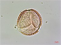 登錄號:S093403藏品圖，第3張