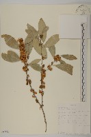 登錄號:S093418藏品圖，第1張