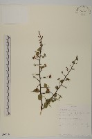 登錄號:S093419藏品圖，第1張