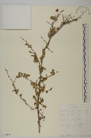 登錄號:S093424藏品圖，第1張