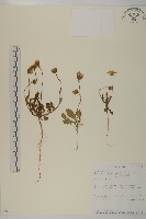 登錄號:S093441藏品圖，第1張