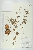 登錄號:S093449藏品圖，第1張