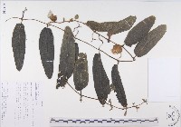 登錄號:S093450藏品圖，第1張
