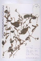 登錄號:S093451藏品圖，第1張