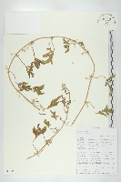 登錄號:S093452藏品圖，第1張