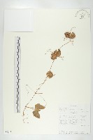 登錄號:S093454藏品圖，第1張