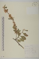 登錄號:S093457藏品圖，第1張