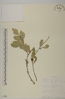 登錄號:S093460藏品圖，第1張