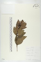 登錄號:S093463藏品圖，第3張