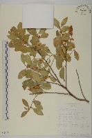 登錄號:S093464藏品圖，第1張