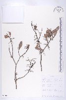 登錄號:S093466藏品圖，第3張