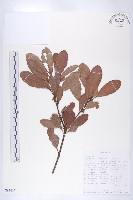 登錄號:S093467藏品圖，第3張