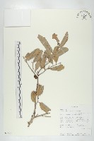 登錄號:S093468藏品圖，第1張